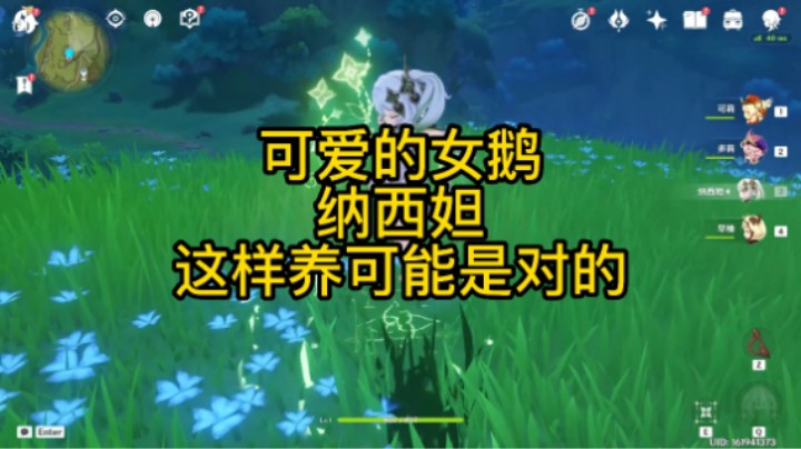 纳西妲这样养可能是对的