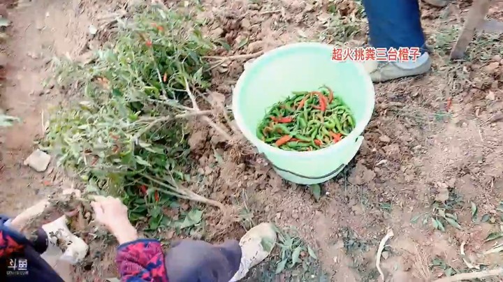 美女橙子一大早在农村逛菜园子，看到有人摘辣椒