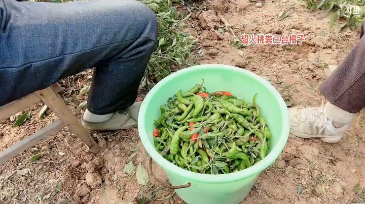 美女橙子看农村大爷大妈摘辣椒，有粉丝想买辣椒