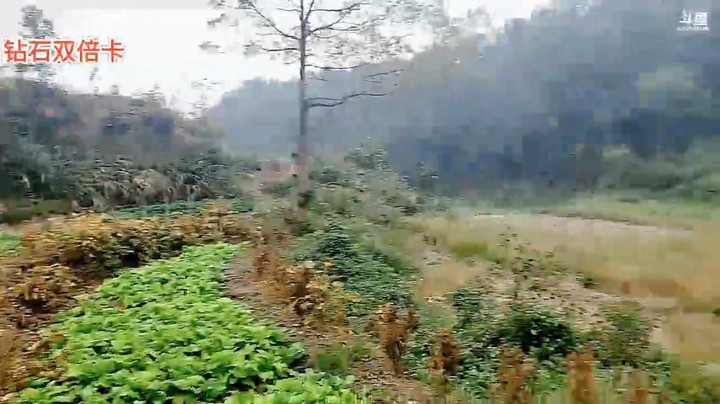 牙牙在菜地直播，看到打野在摘菜回家