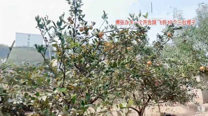 美女橙子去摘橘子，地上掉了很多，可惜啊