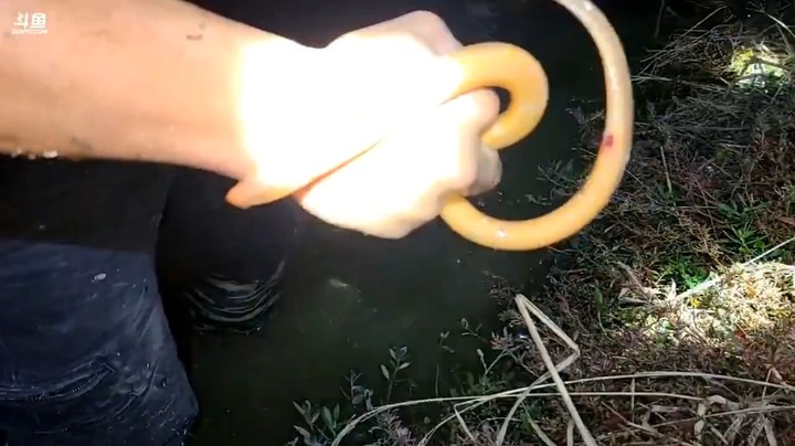 肖哥直播户外钓黄鳝，看起来很容易，这就叫专业