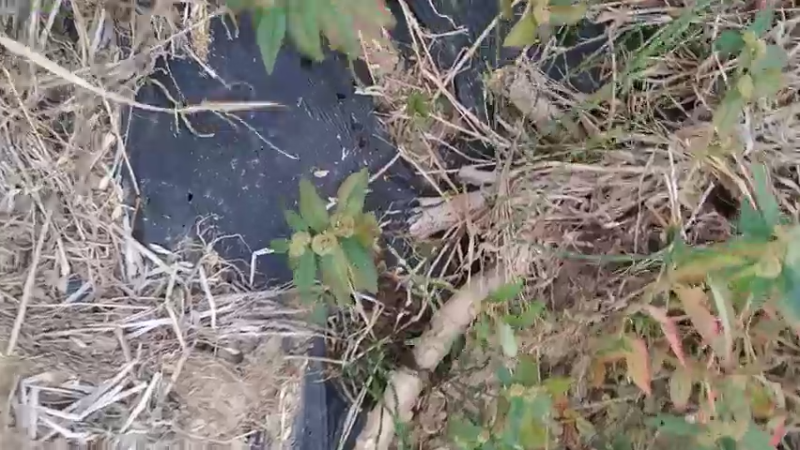 田间搞笑