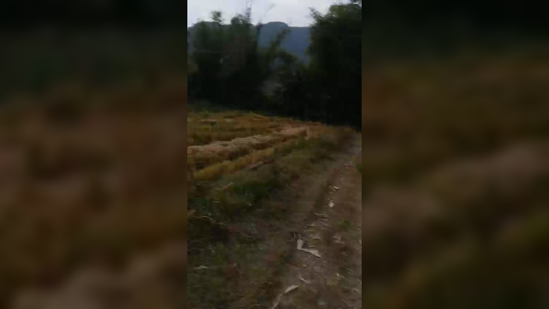田间搞笑