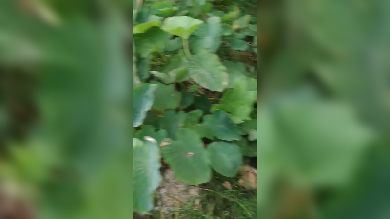 田间搞笑