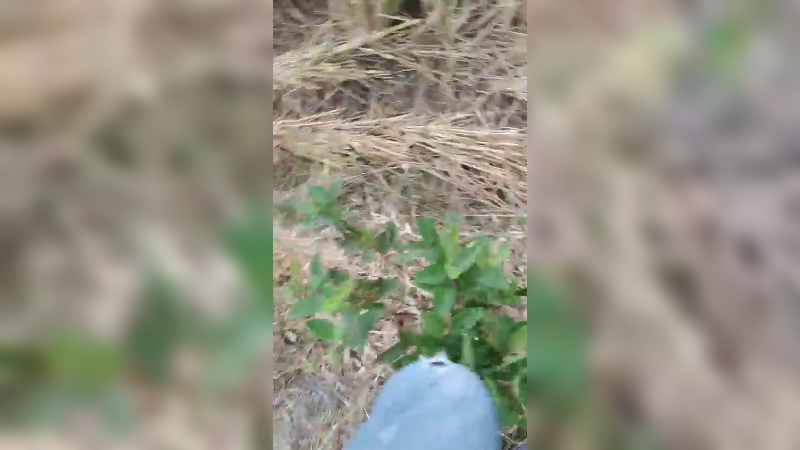 田间搞笑