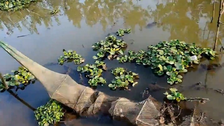 肖哥户外抓鱼，抓到了甲鱼和黄鳝还有小龙虾，美滋滋啊