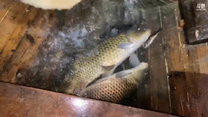 大哥晚上去河里抓鳜鱼，找了两条大鱼啊