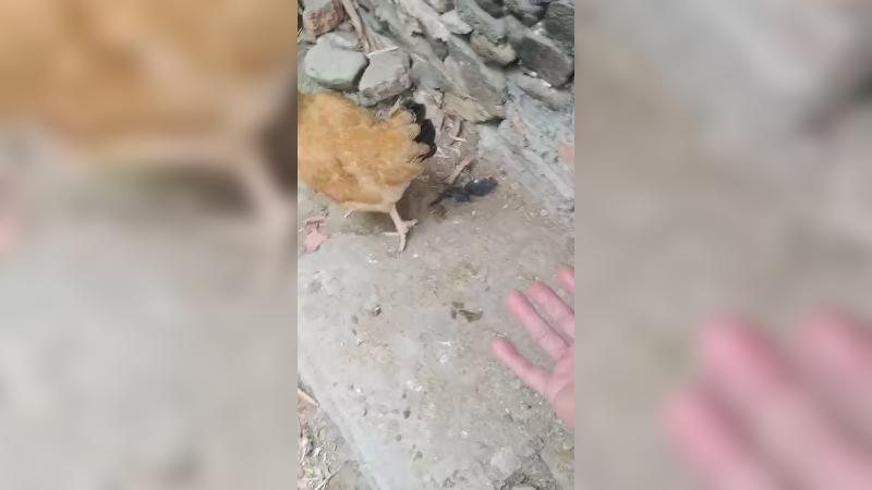 田间搞笑