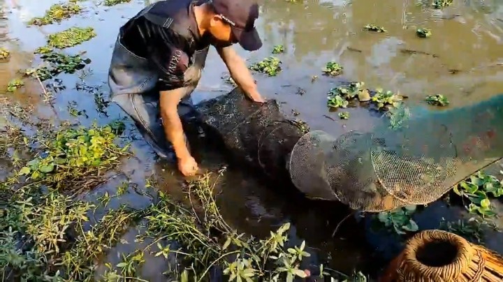 肖哥看抓鱼，结果看到了地笼，地笼有鱼，最后放了