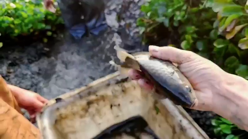 【2022-11-08 16点场】洪湖小肖：2点半左右开播