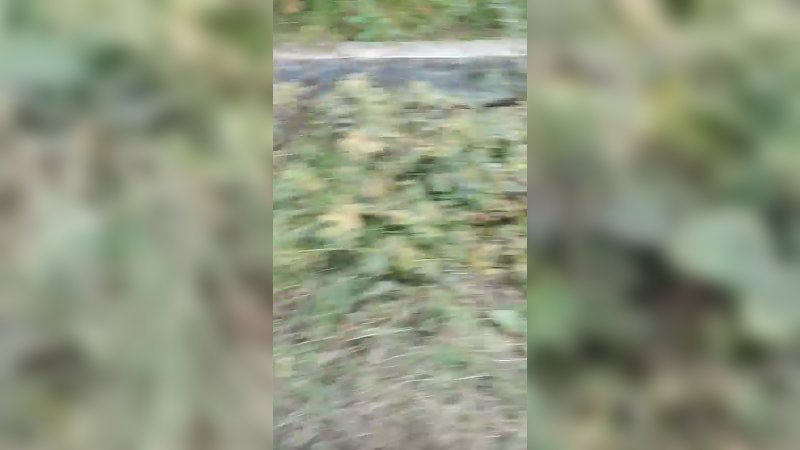 灭蚁
