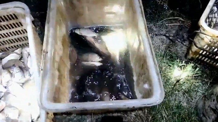 肖哥和兄弟们今天抓了很多鱼，黑鱼好大，美滋滋啊