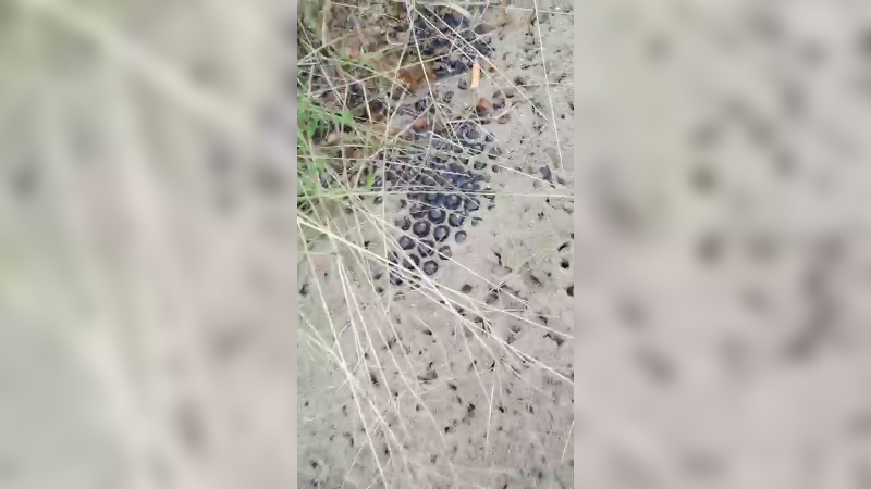 2窝窝