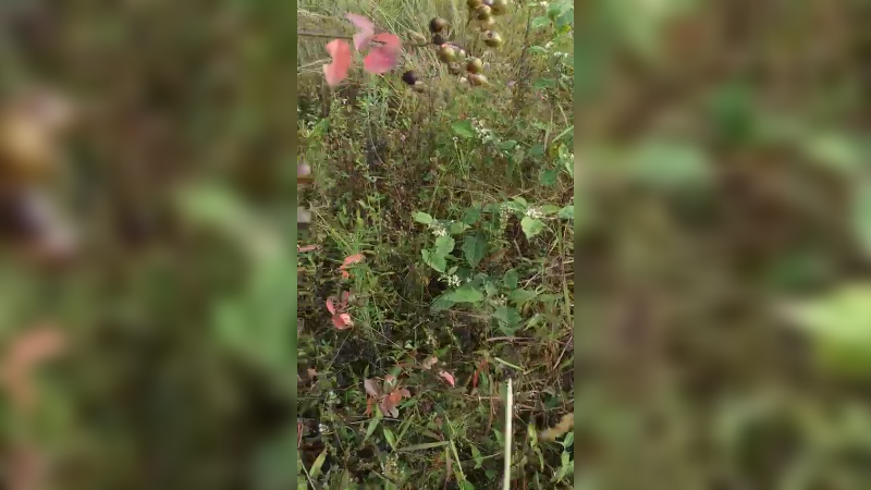 隔壁村走走11