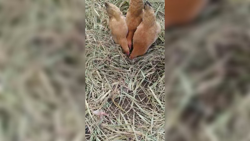 隔壁村走走