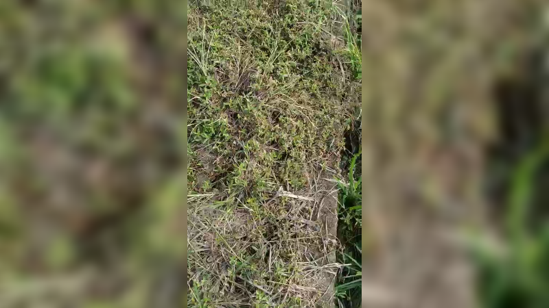 隔壁村走走