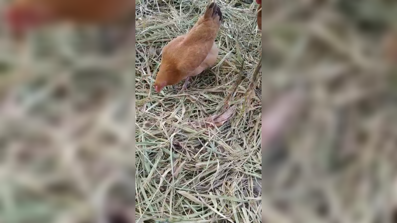 隔壁村走走