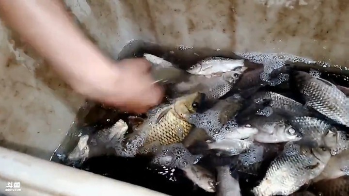 肖哥今天又抓了很多鱼，美滋滋啊