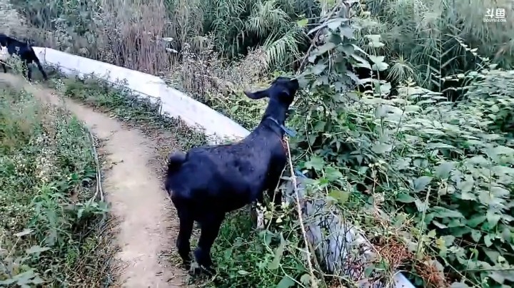 浩哥不在，周公子放羊，美滋滋