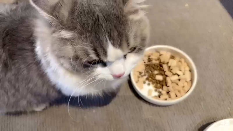 【2022-11-09 14点场】DYG萧玦：给臭猫送猫粮