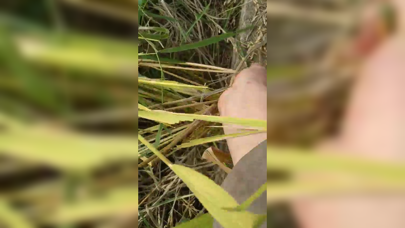 隔壁村走走