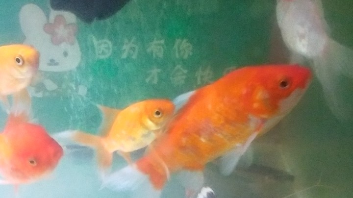 招财猫鱼