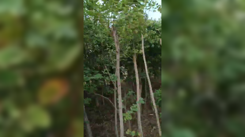隔壁村走走325