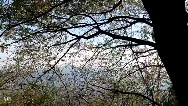 【2022-11-06 15点场】夹克兔：爬山，一起来不