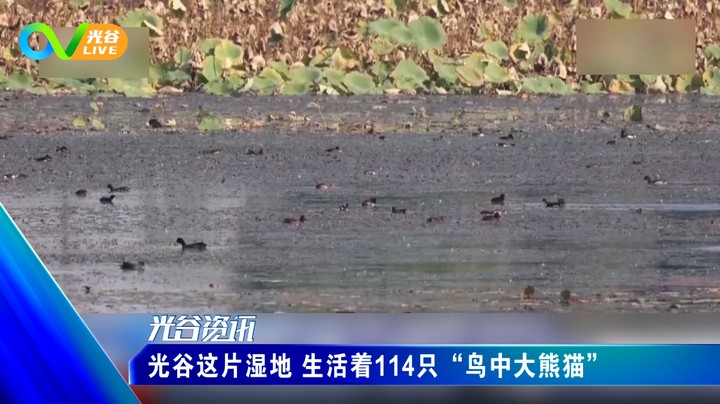 20221108光谷新闻周二版