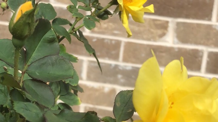 马上开花