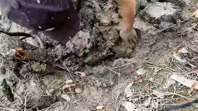 【2022-11-11 16点场】洪湖小肖：这是一个开心的夜晚