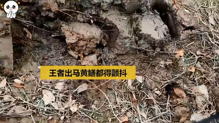 王者抓黄鳝确实厉害功夫好