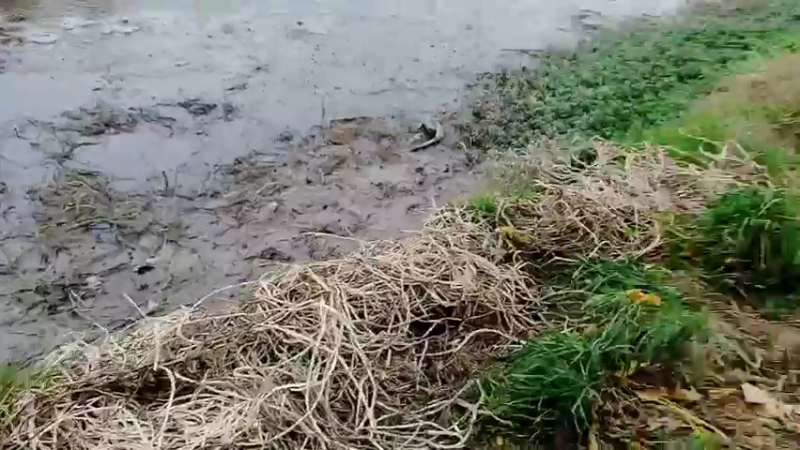 【2022-11-12 12点场】洪湖小肖：今天整个大坑鱼获爆护