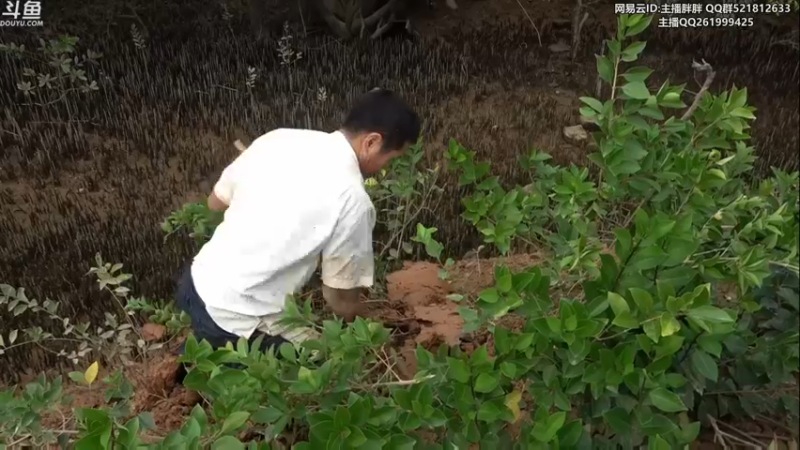 【2022-11-12 03点场】胖胖灬：胖胖OB：一晚上一把都不输