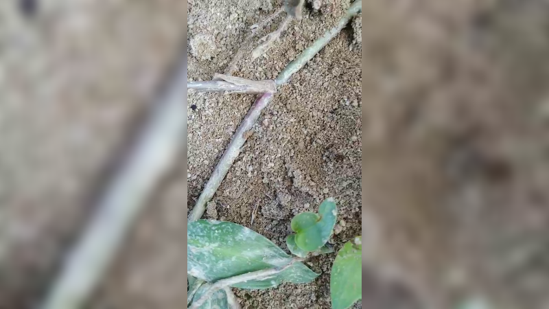 红蚂蚁