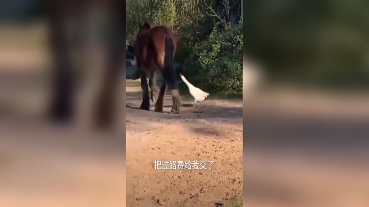 视频转载直播