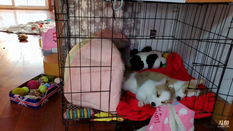 【主机其他游戏】丶干物喵的精彩时刻 20221114 08点场