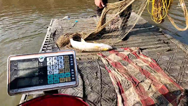 【户外】微山湖捕鱼武工队的精彩时刻 20221115 13点场