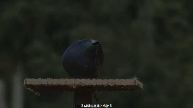 【2022-11-16 00点场】徐不鸽：只因你太美。