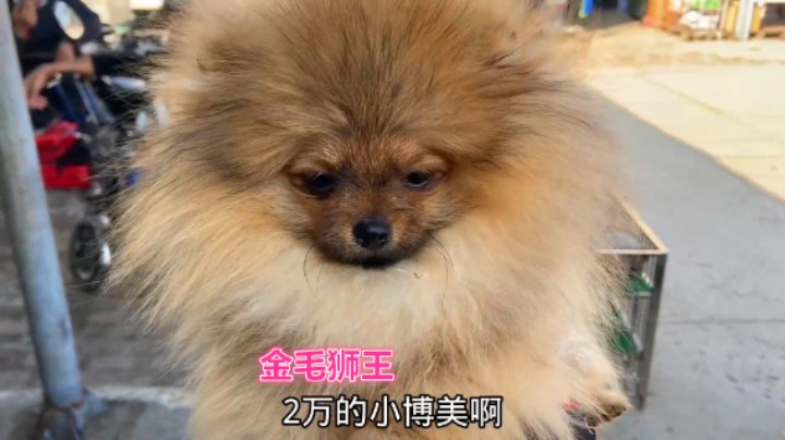 酷似“金毛狮王”的博美，2万的价格让人望而却步，一般人养不了