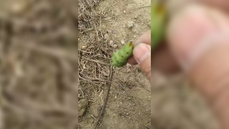 豆丹