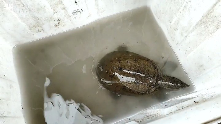 大哥户外打野抓到了一只甲鱼，真是血赚