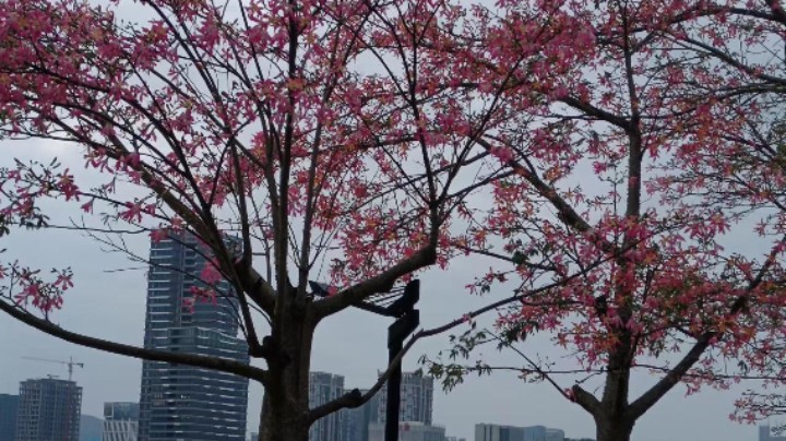 横琴花海长廊打卡，花期正好2