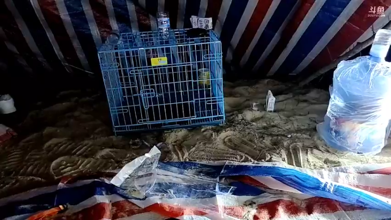 【2022-11-21 01点场】洪湖小肖：《野王加冕3》Day2！