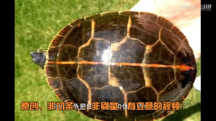 南锦龟