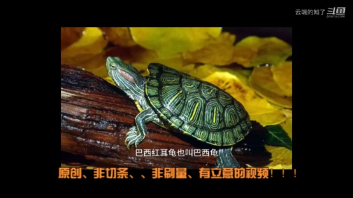 巴西龟