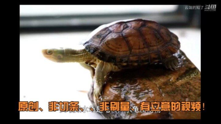 黄喉拟水龟