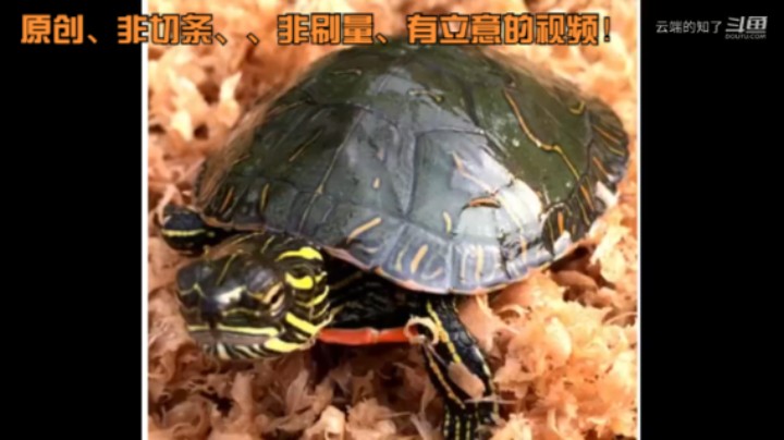 西锦龟