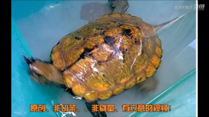 日本石龟